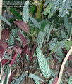 Ctenanthe Setosa